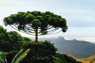 Узколистная, бразильская (Araucaria angustifolia)