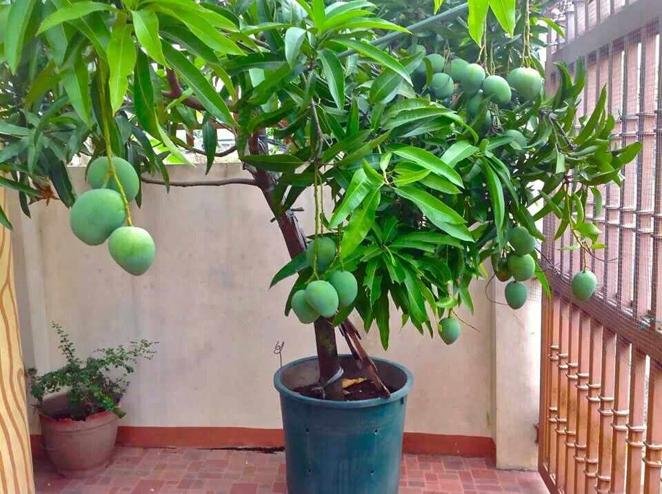 Как выращивать манго