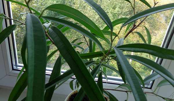 Растение на окне