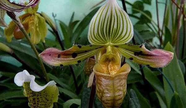 Орхидея Венерин башмачок: 17 популярных сортов, уход и размножение