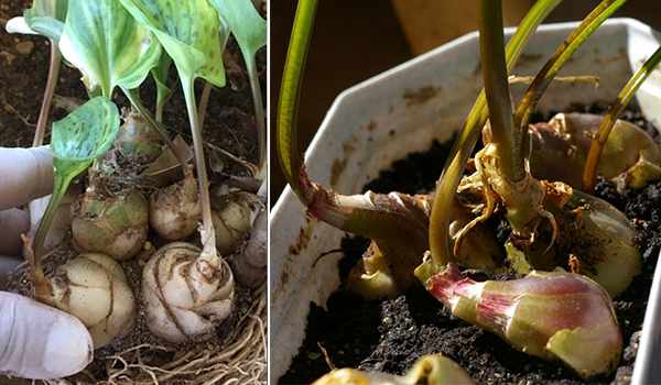 Растение и луковицы
