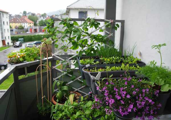 Мини-огород на балконе