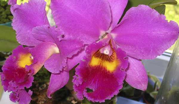 Весеннецветущие орхидеи