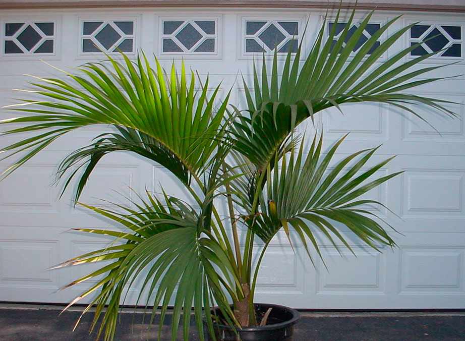 Ховея: самая неприхотливая домашняя пальма