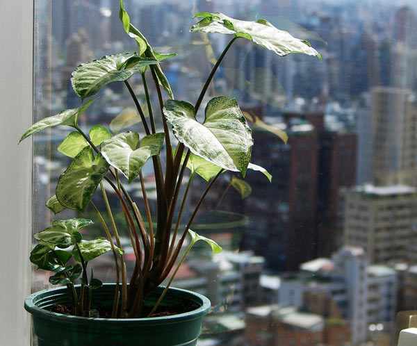 Сингониум: два вида тропической лианы для городской квартиры