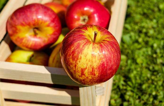 Как соседи требовали отдать яблоки и чем за это поплатились