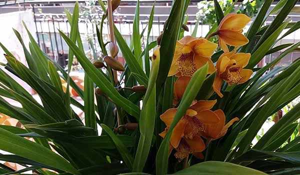 Орхидея на балконе 