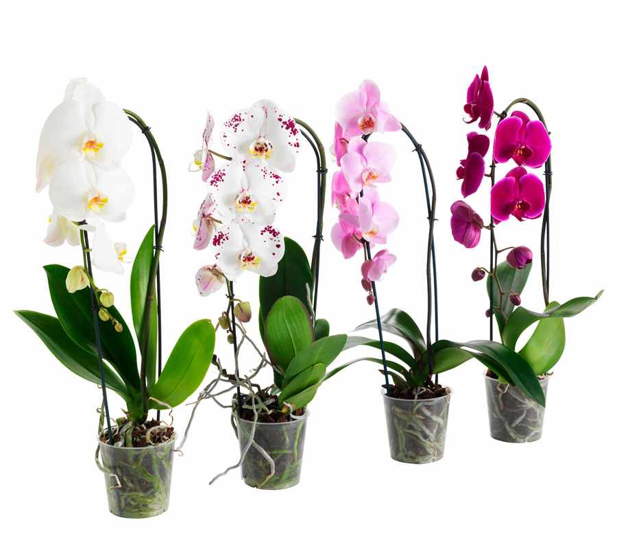 Какие бывают орхидеи