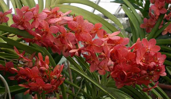 Разновидность орхидеи