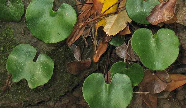 Растение с почкообразными листьями