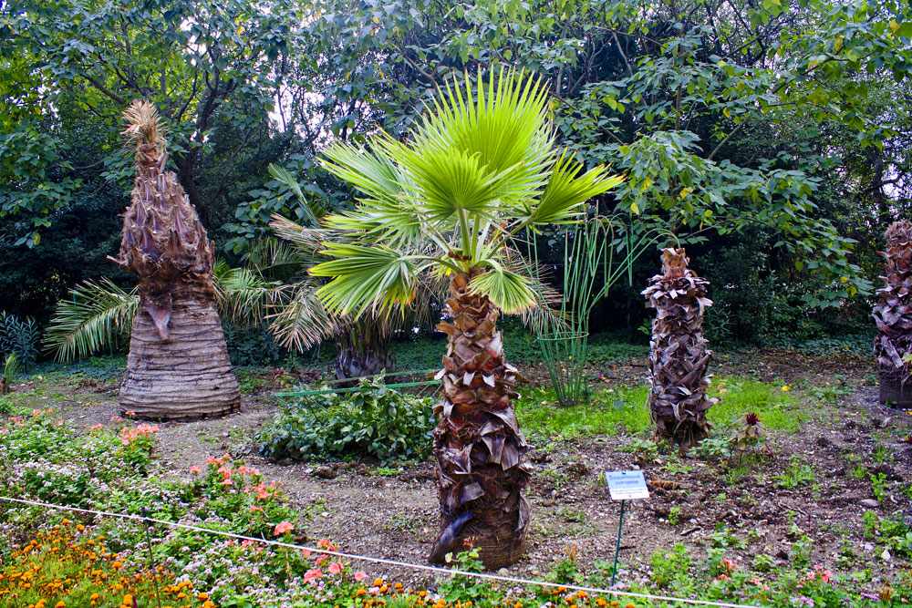Трахикарпус: самая необычная пальма