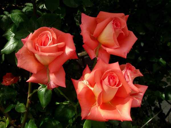 цветущая роза