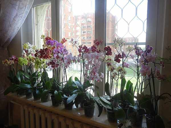 Орхидея Фаленопсис на подоконнике
