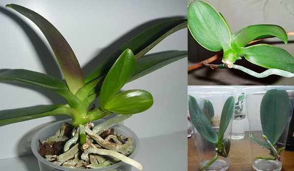Размножение орхидеи