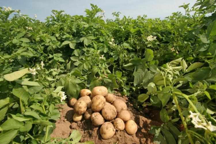 Как уничтожить проволочника на своем участке, чтобы сохранить урожай картофеля