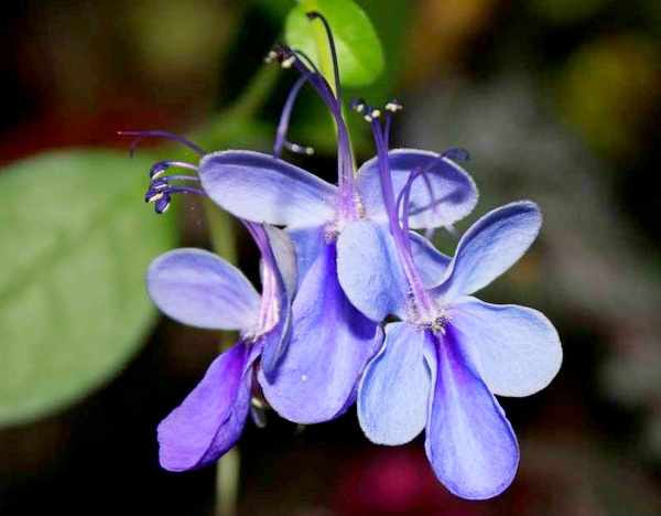 фото цветка голубые бабочки