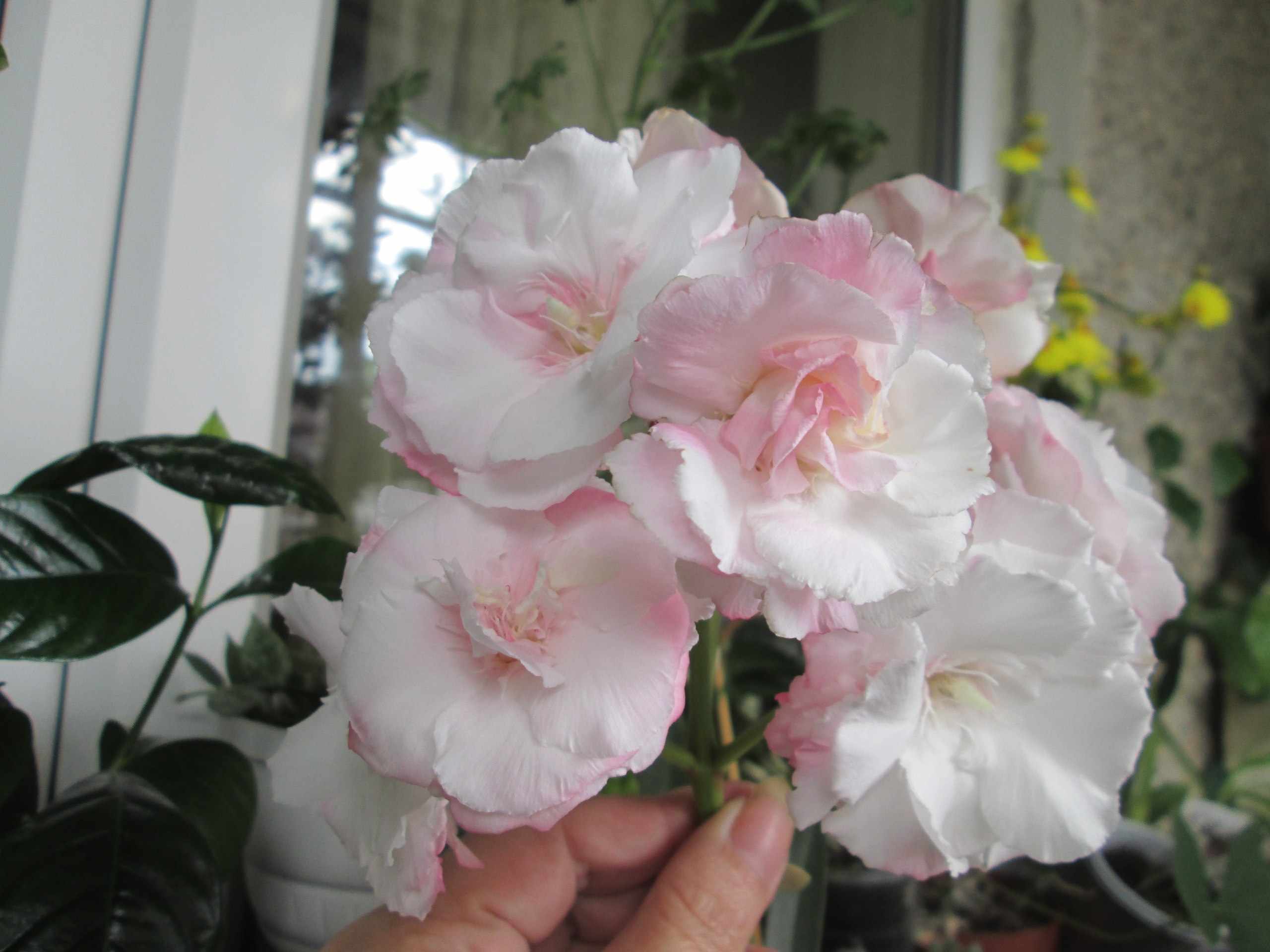 Олеандр розово белый