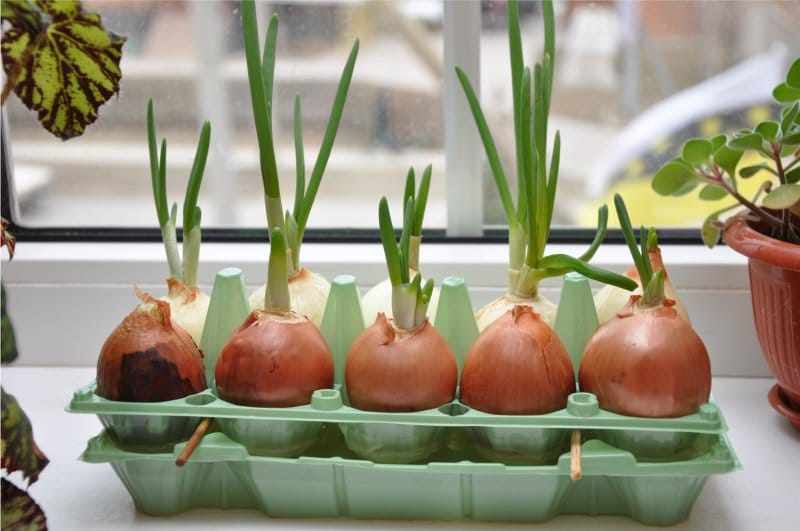 Как в домашних условиях вырастить шикарный зеленый лук к Пасхе