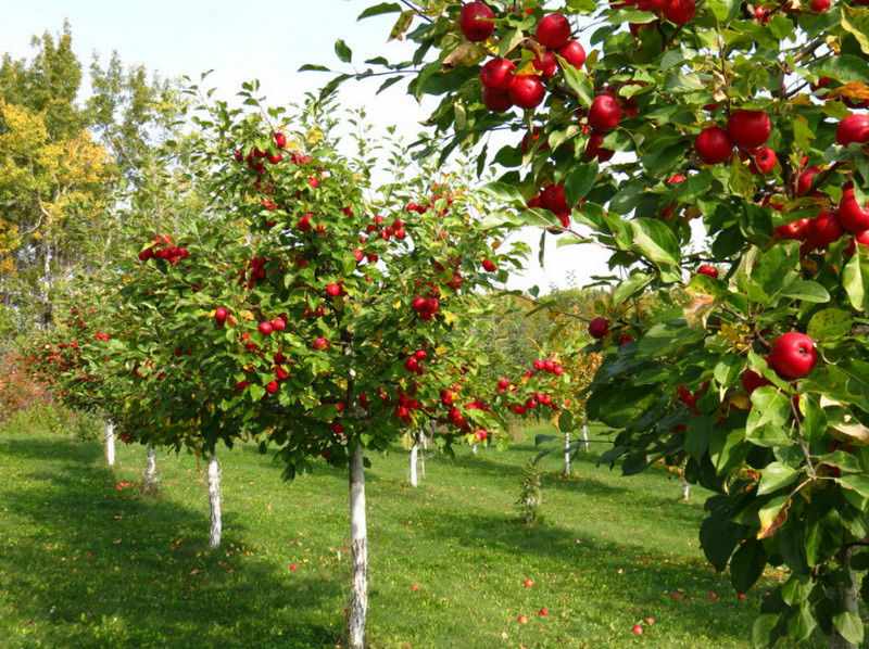Плодовые деревья: правила посадки на участке