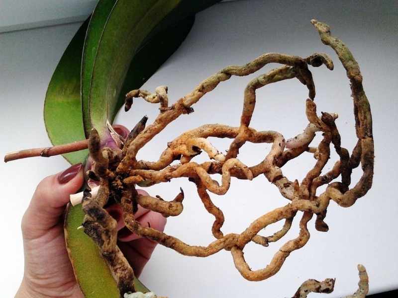 Правильные корни орхидеи. Здоровые корни орхидеи фаленопсис. Орхидея фаленопсис кор. Орхидея фаленопсис гнилые корни. Гнилые корни у орхидеи.
