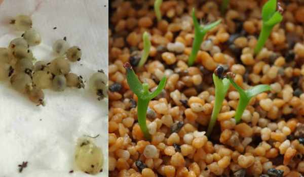 Размножение рипсалиса семенами