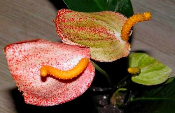 Антуриум Шерцера – 8 правил по уходу за экзотическим цветком