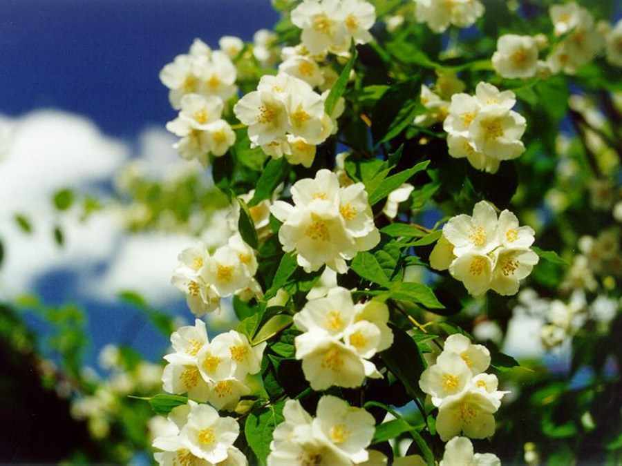 Жасмин — цветок с прекрасным запахом
