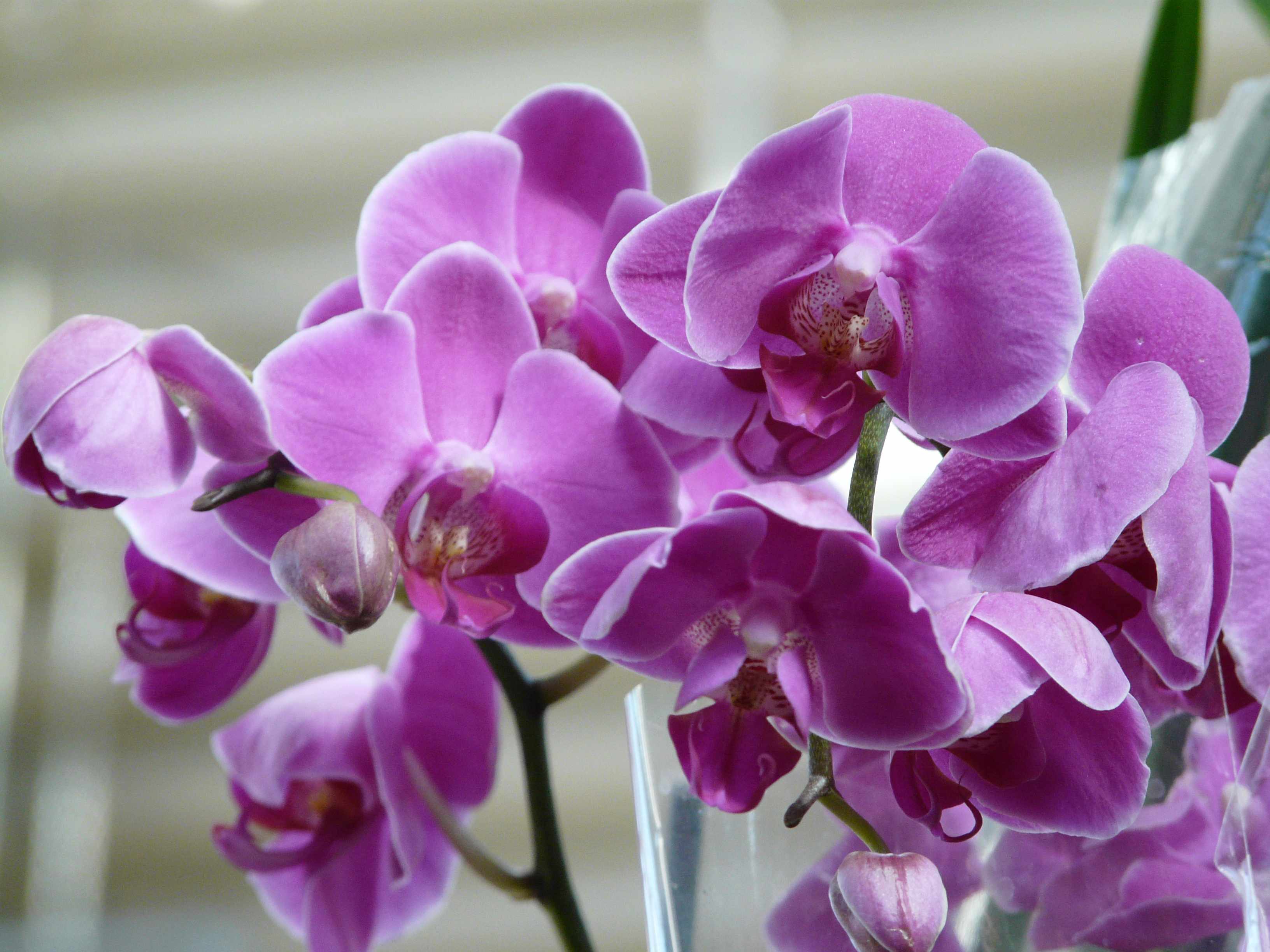 Распространенные проблемы при выращивании орхидеи
