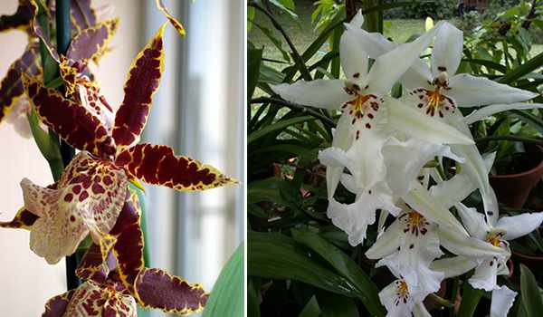 Разные расцветки орхидей