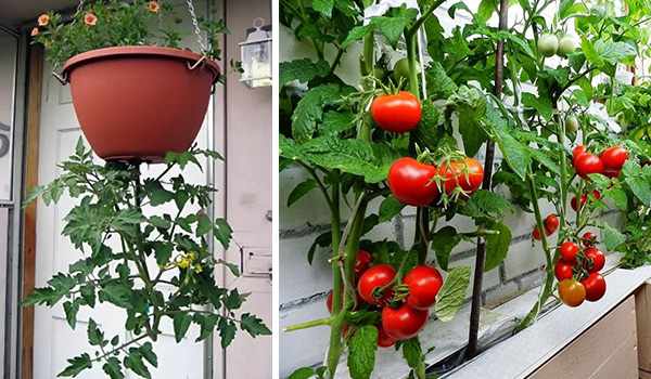 Выращивание помидоров