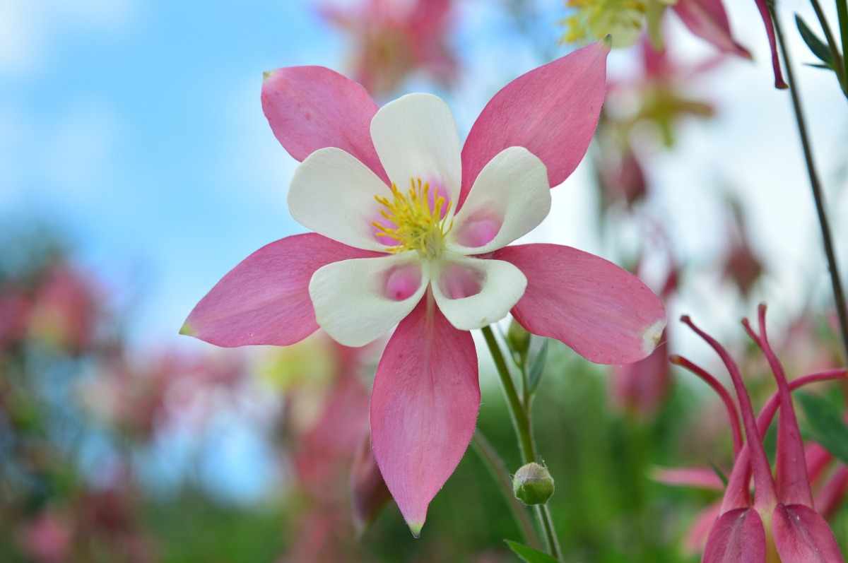 Цветок аквилегия: особенности, виды, посадка и уход в открытом грунте