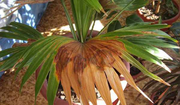 Сохнут листья у пальмы