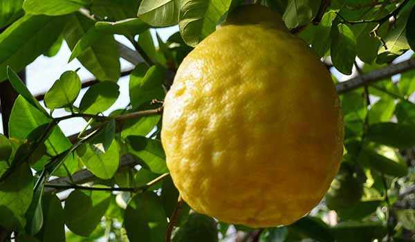 Плод лимона