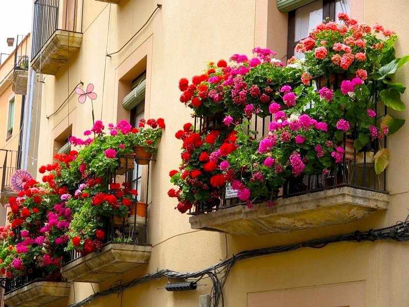 Какие цветы посадить на балконе, чтобы они цвели все лето