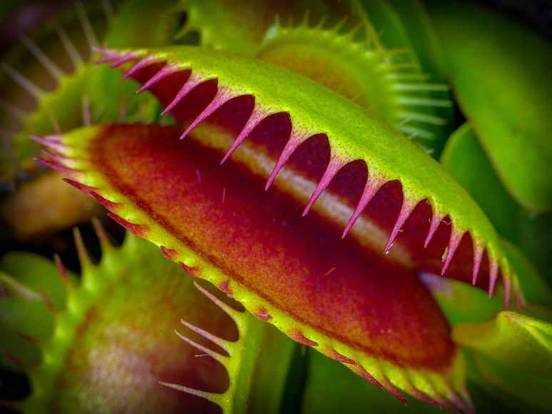 Хищные растения — диковинный зверь среди флоры