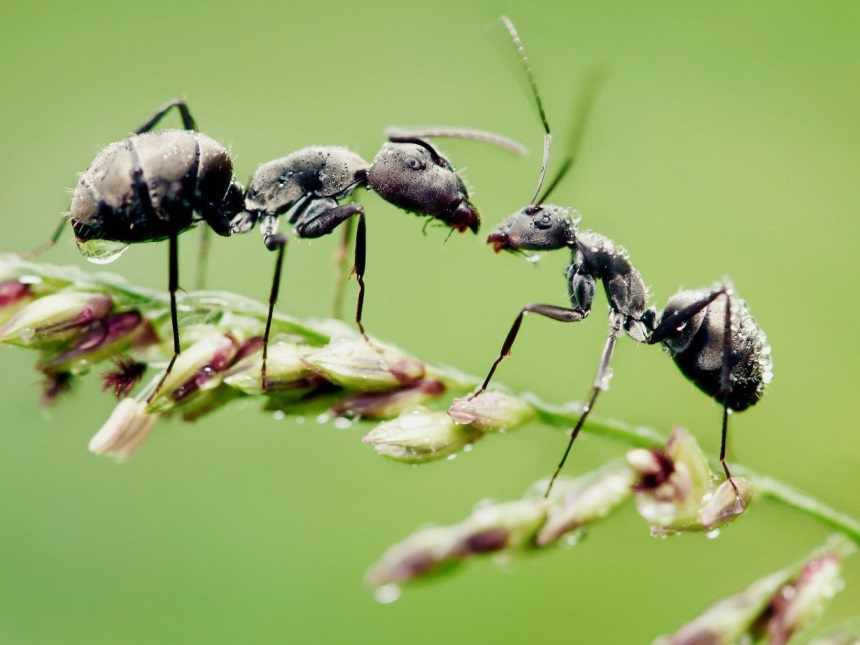 Чем бороться с муравьями на огороде