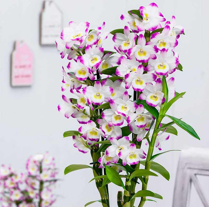 Разновидности орхидей: фото и названия
