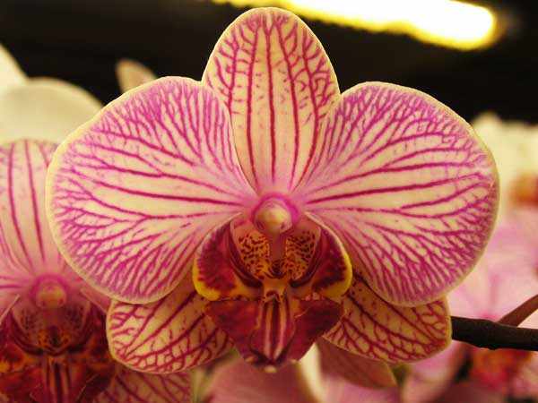 розовая орхидея фаленопсис