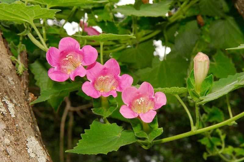 Азарина маурандия – яркая цветочная гирлянда