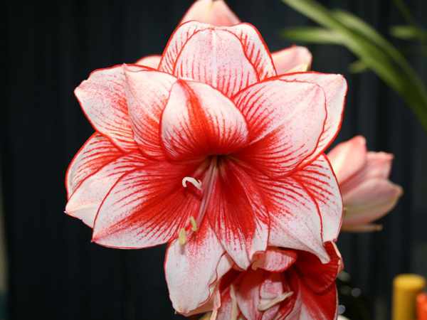 цветок амариллиса