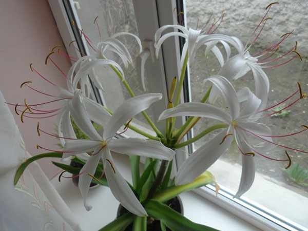 Растение на окне