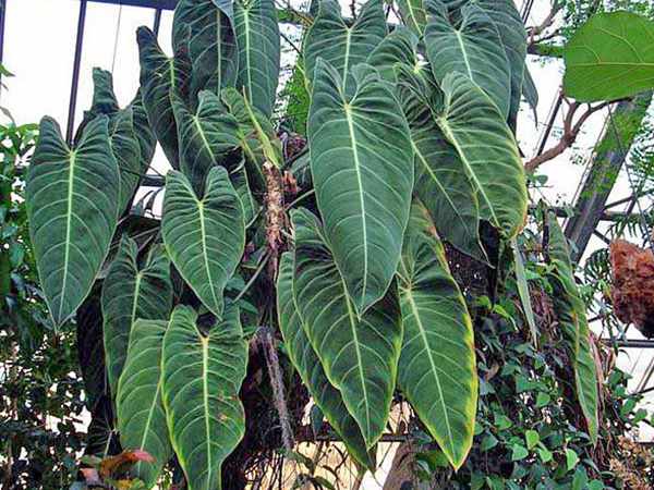 Растение с бархатистыми листьями