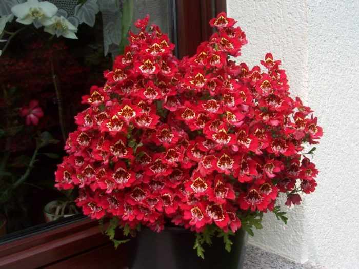 foto-16-5