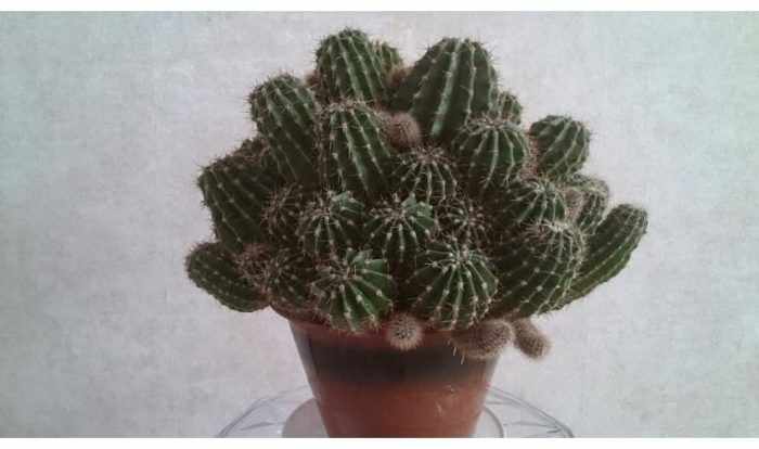 foto-7-210