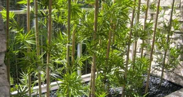 бамбук лаки комнатные растения