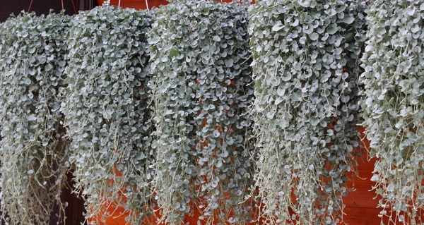 дихондра серебристый водопад выращивание дома