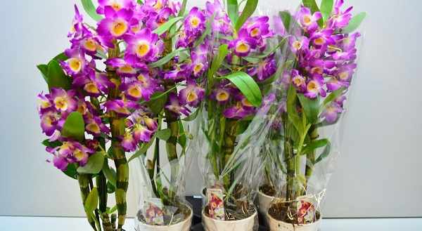 орхидеи виды фото и названия дендробиум