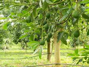 как посадить авокадо из косточки в домашних