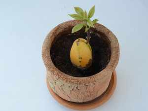 как прорастить косточку авокадо в домашних условиях