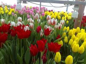 выгонка тюльпанов в теплице к 8 марта